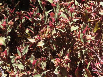 Tradescantia cerinthoides, photographed by Florencia Grattarola