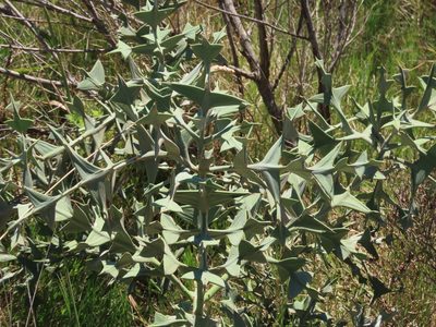 Colletia paradoxa, photographed by Florencia Grattarola