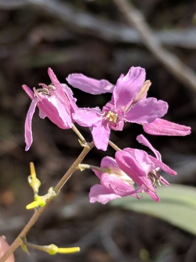 Streptanthus bracteatus, photographed by Alison Northup