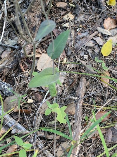Streptanthus bracteatus, photographed by Alison Northup