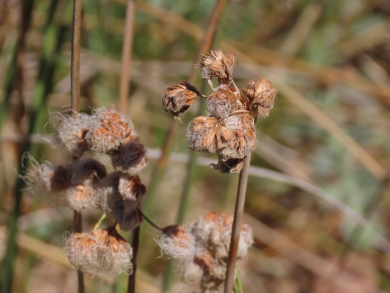 Cyperus trigynus, photographed by Florencia Grattarola