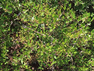 Myrcianthes cisplatensis, photographed by Florencia Grattarola