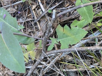Streptanthus bracteatus, photographed by Alison Northup