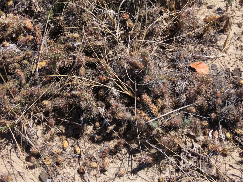 Opuntia aurantiaca, photographed by Florencia Grattarola