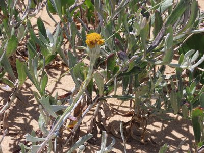 Senecio crassiflorus, photographed by Florencia Grattarola