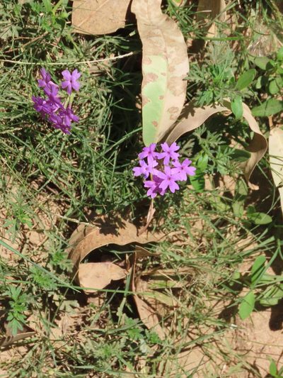 Verbena selloi, photographed by Florencia Grattarola
