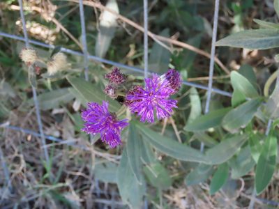 Chrysolaena flexuosa, photographed by Florencia Grattarola