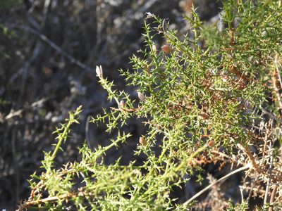 Stauracanthus boivinii, photographed by Duarte Frade