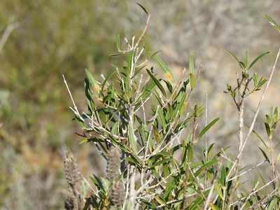 Phillyrea angustifolia, photographed by Duarte Frade