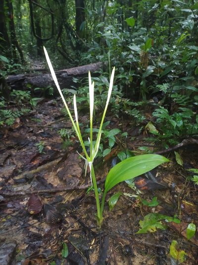 Hymenocallis tubiflora, photographed by Guillaume Delaitre