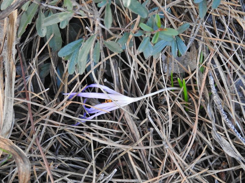 Crocus autumnalis, photographed by Duarte Frade