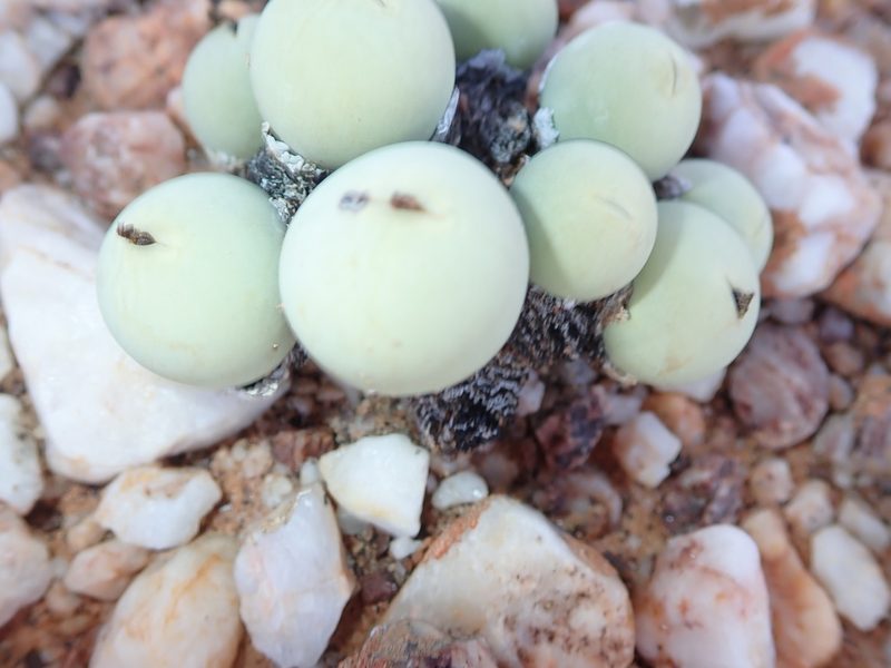 Conophytum calculus, photographed by Peter Warren