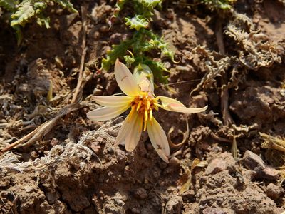 Mutisia sinuata, photographed by Guillermo Debandi