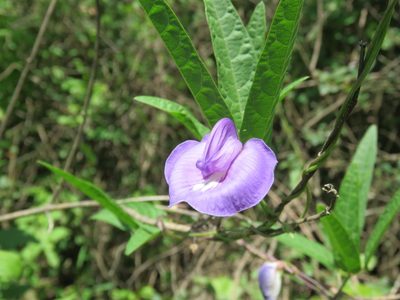 Centrosema virginianum, photographed by Nicolas Olejnik