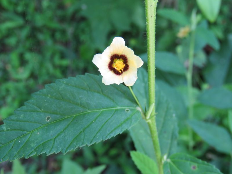 Sida poeppigiana, photographed by Nicolas Olejnik
