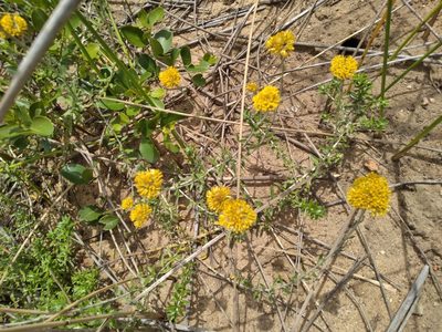Helichrysum cymosum, photographed by Rosemary Harrison