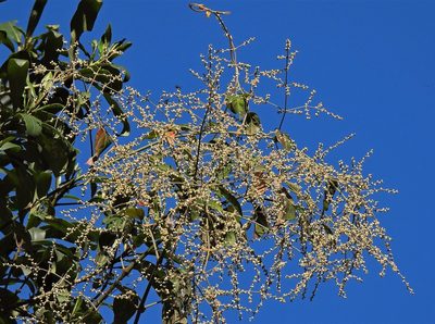 Chamissoa altissima, photographed by Hugo Hulsberg