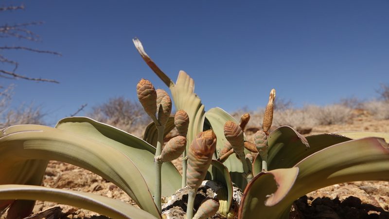 Welwitschia mirabilis, photographed by Dr. Thomas Dörner
