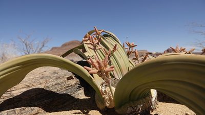 Welwitschia mirabilis, photographed by Dr. Thomas Dörner