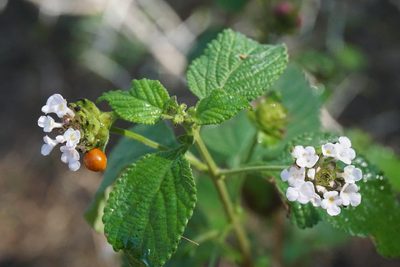 Lantana velutina, photographed by Center for Urban Ecology