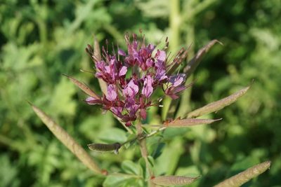 Cleome dodecandra, photographed by Center for Urban Ecology