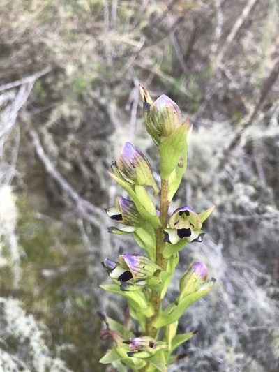 Disa hallackii, photographed by Ren Hoekstra