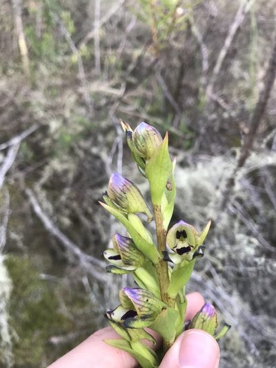 Disa hallackii, photographed by Ren Hoekstra