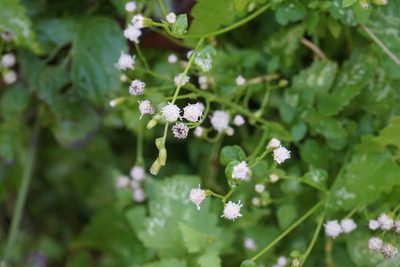 Fleischmannia incarnata, photographed by Center for Urban Ecology