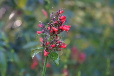 Russelia sarmentosa, photographed by Center for Urban Ecology