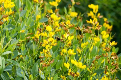 Baptisia sphaerocarpa, photographed by Irvin Louque