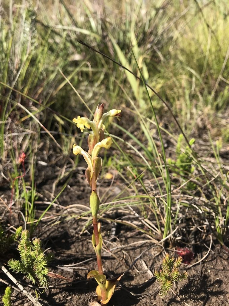 Satyrium outeniquense, photographed by Ren Hoekstra