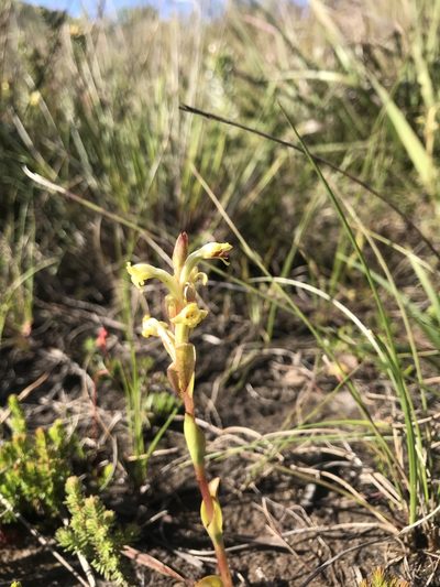 Satyrium outeniquense, photographed by Ren Hoekstra
