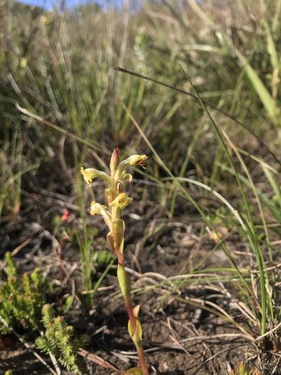 Satyrium outeniquense, photographed by Ren Hoekstra