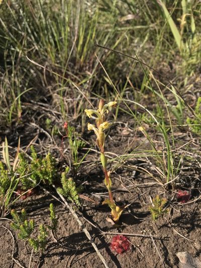 Satyrium outeniquense, photographed by Ren Hoekstra