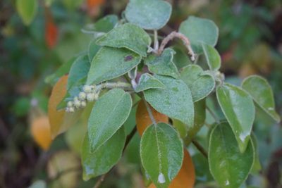 Croton ciliatoglandulifer, photographed by Center for Urban Ecology