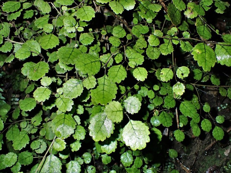 Rhabdothamnus solandri, photographed by Saryu Mae 前 朝琉