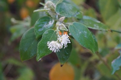 Croton humilis, photographed by Center for Urban Ecology