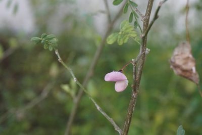 Coursetia axillaris, photographed by Center for Urban Ecology