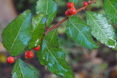 Xylosma flexuosa, photographed by Center for Urban Ecology