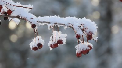 Malus baccata, photographed by Елена Кизилова