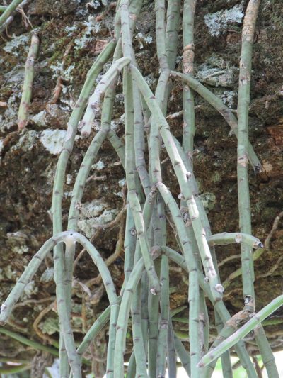 Rhipsalis floccosa, photographed by Nicolas Olejnik