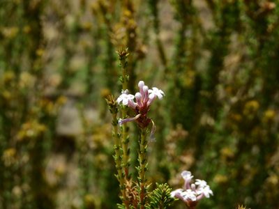 Mulguraea asparagoides, photographed by Guillermo Debandi
