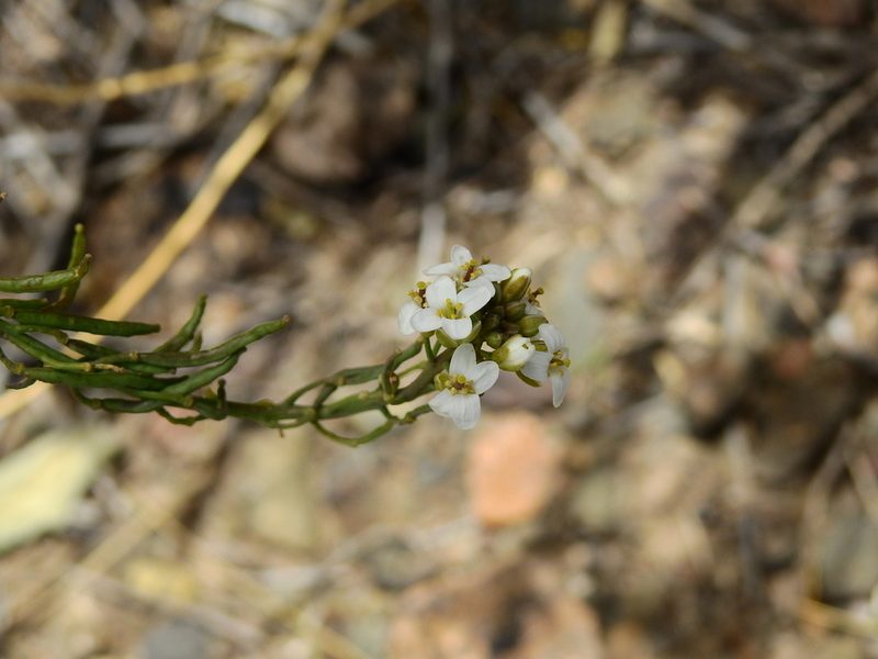 Neuontobotrys frutescens, photographed by Guillermo Debandi
