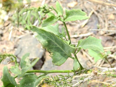 Neuontobotrys frutescens, photographed by Guillermo Debandi