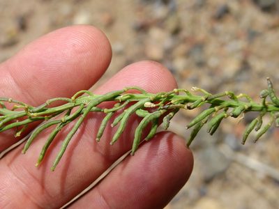 Neuontobotrys frutescens, photographed by Guillermo Debandi