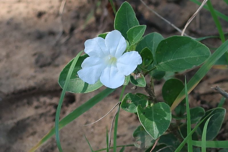 Ruellia patula, photographed by Presha Soogrim