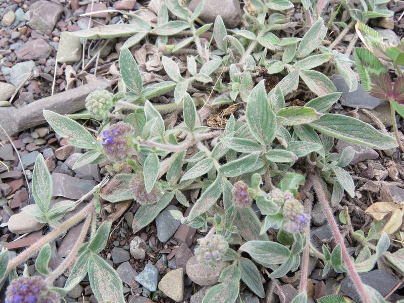 Phacelia secunda, photographed by Nicolas Olejnik