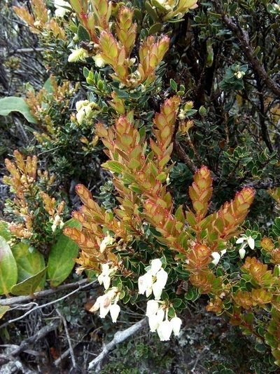 Gaultheria anastomosans, photographed by nandocorbelle