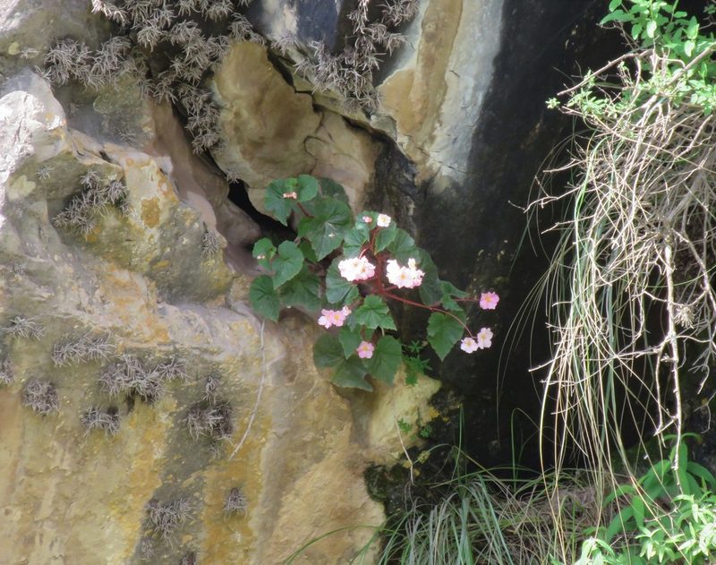 Begonia micranthera, photographed by Nicolas Olejnik