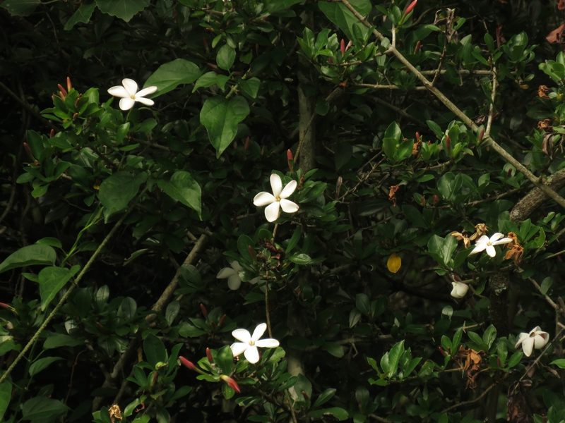 Hyperacanthus amoenus, photographed by Christiaan Viljoen